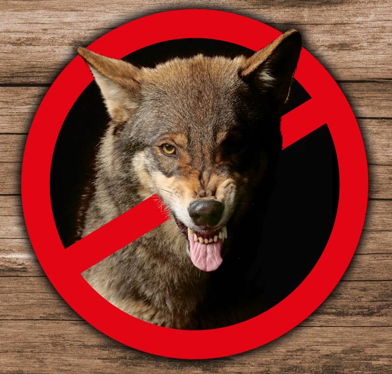No Wolves Benelux | Alle informatie over wolven in Nederland.